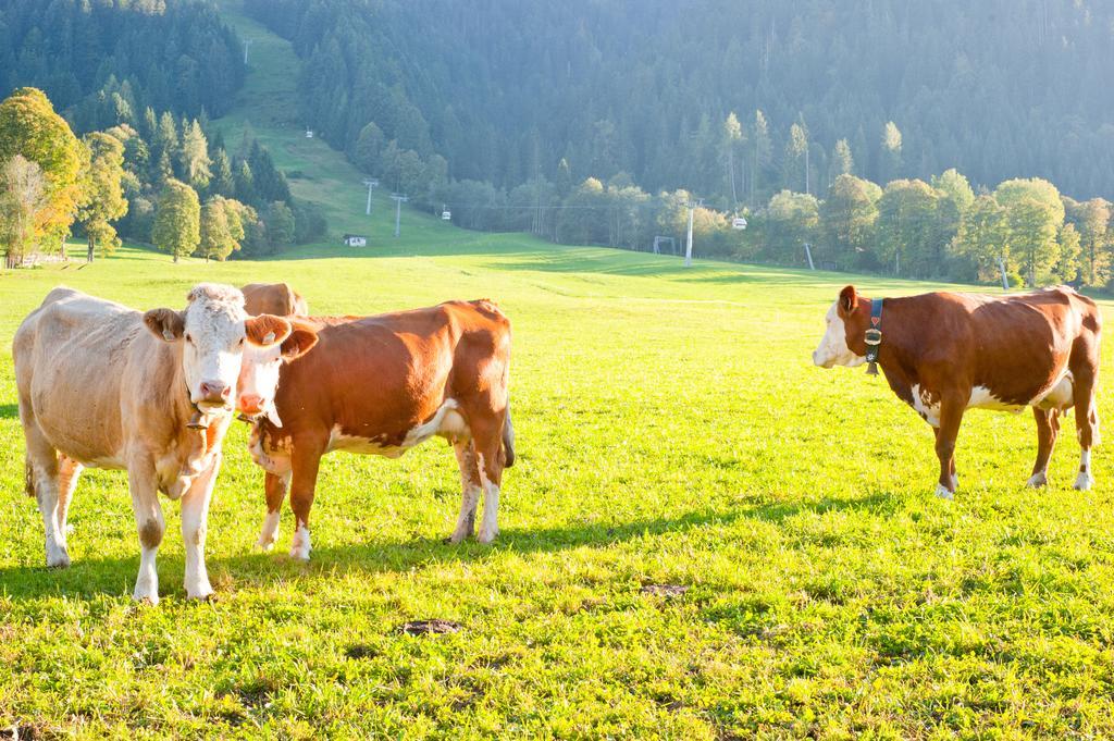 Hartlhof Urlaub Am Baby- Und Kinderbauernhof Villa Niederau Luaran gambar